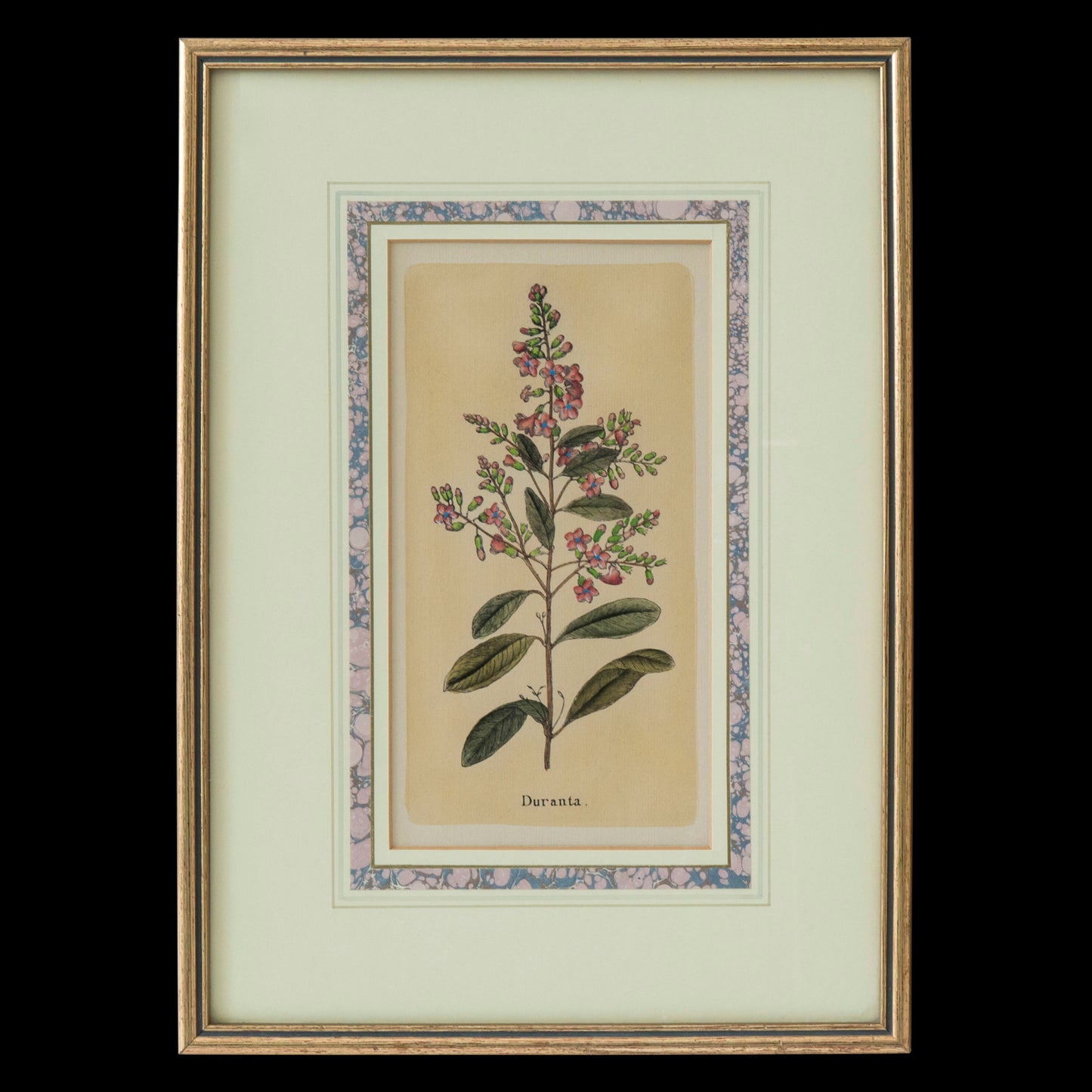 Set of Four Botanical Engravings after Jacques de Sève