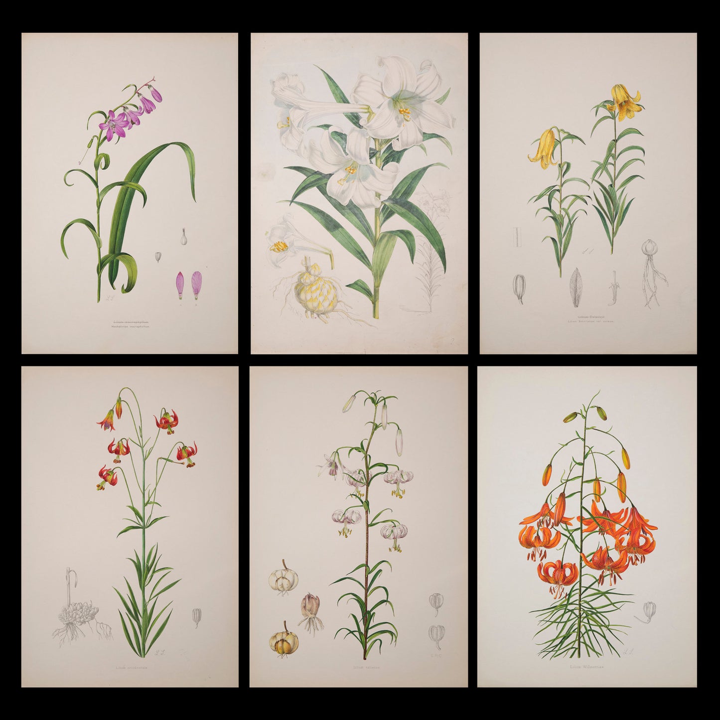 Six Botanical Prints of Lilies