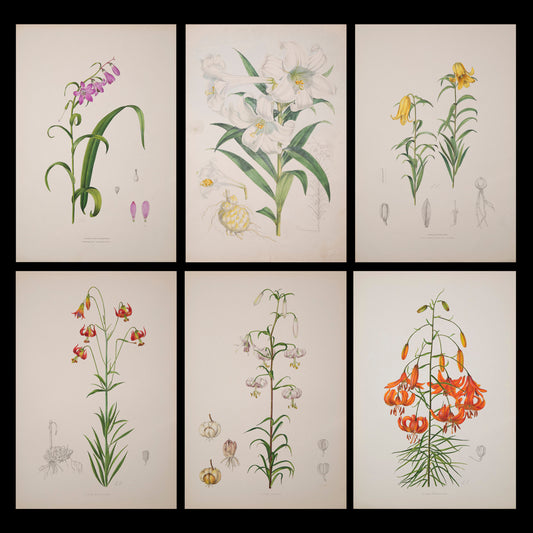 Six Botanical Prints of Lilies