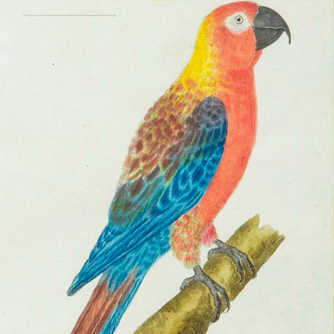 Pair of 18th Century Engravings of Parrots by Martinet