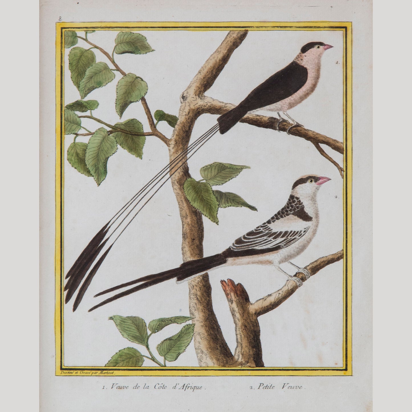 Pair of Engravings of Birds by François Nicolas Martinet