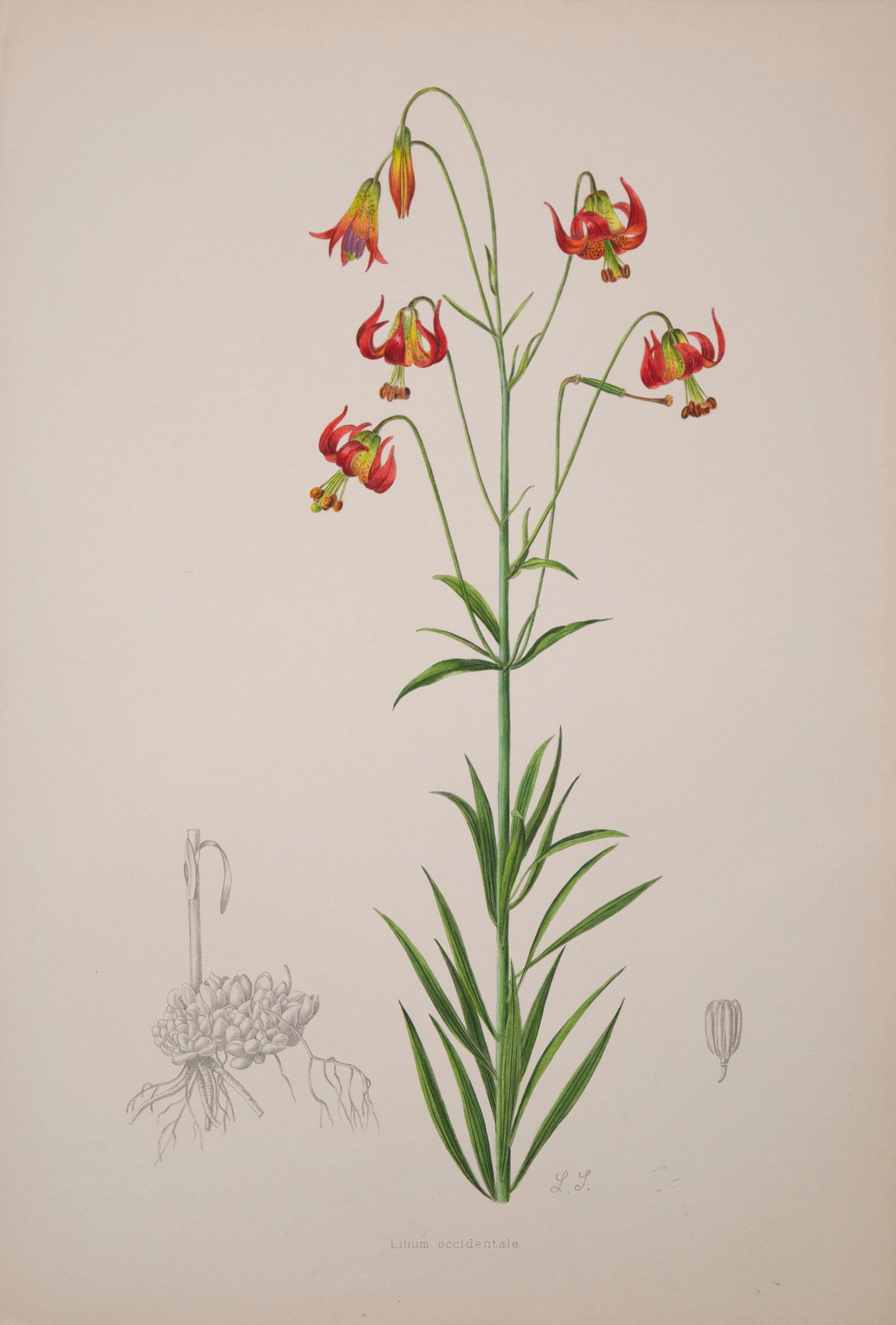 Six Botanical Prints of Lilies