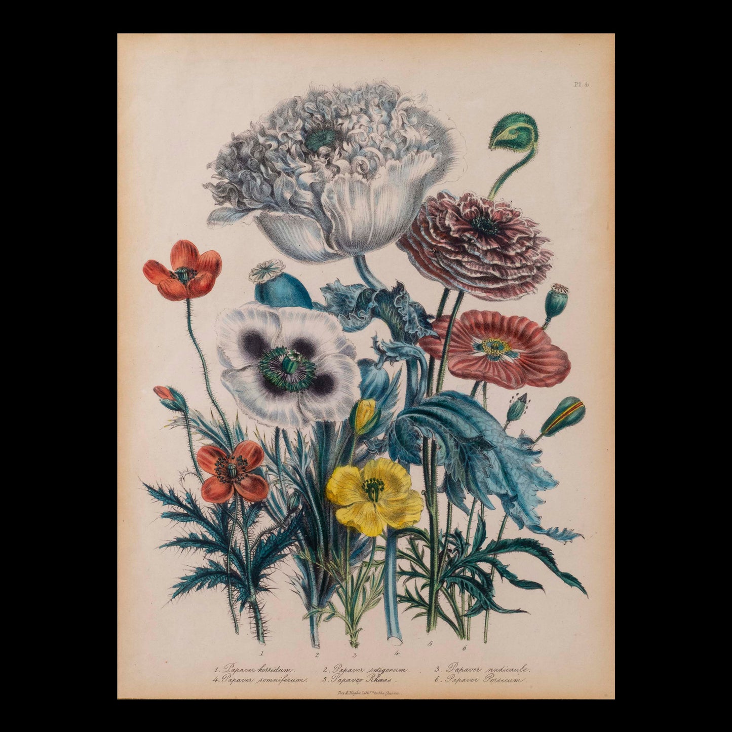 Pair of 19th Century Botanical Prints after Jane Webb Loudon