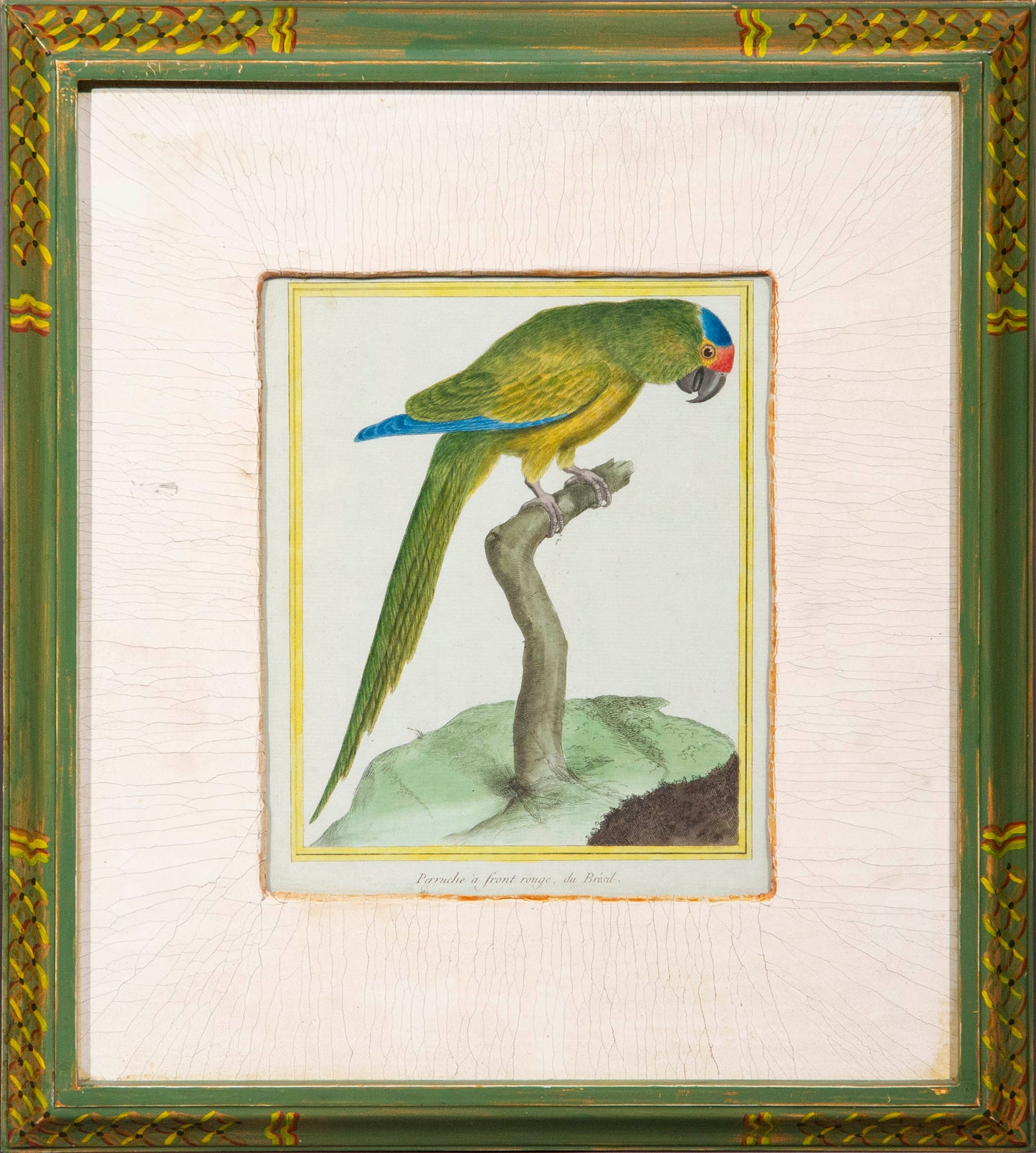 Four Parrot Engravings by François Nicolas Martinet