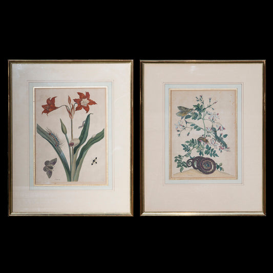 Pair of 18th Century Botanical Engravings, Maria Sibylla Merian