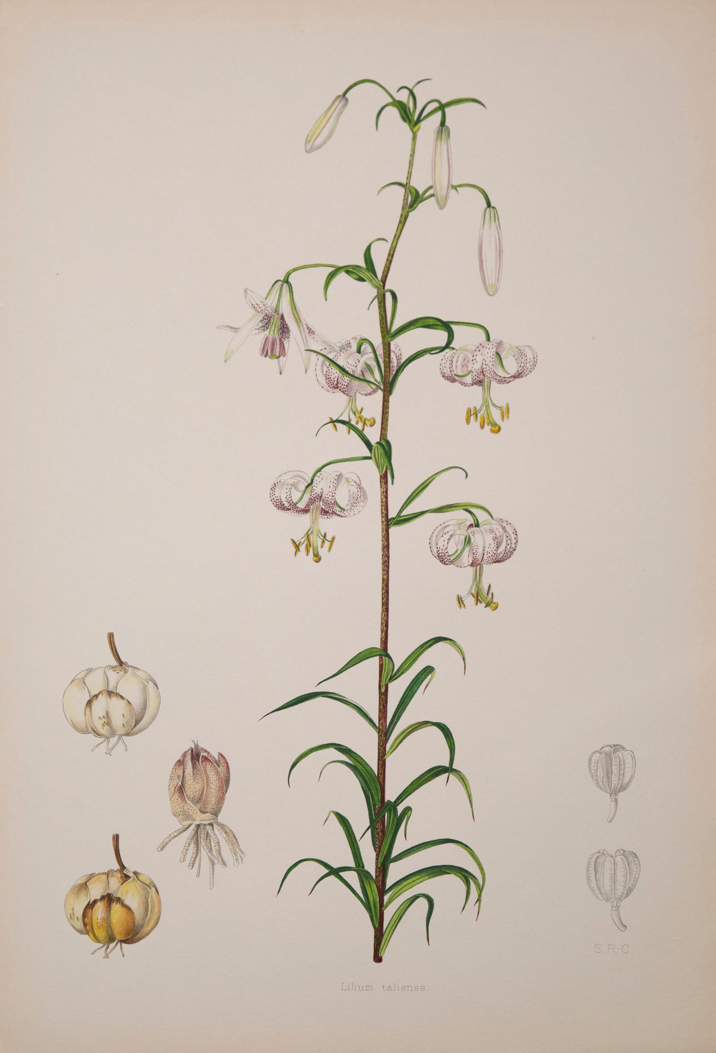 Six Botanical Prints of Lilies