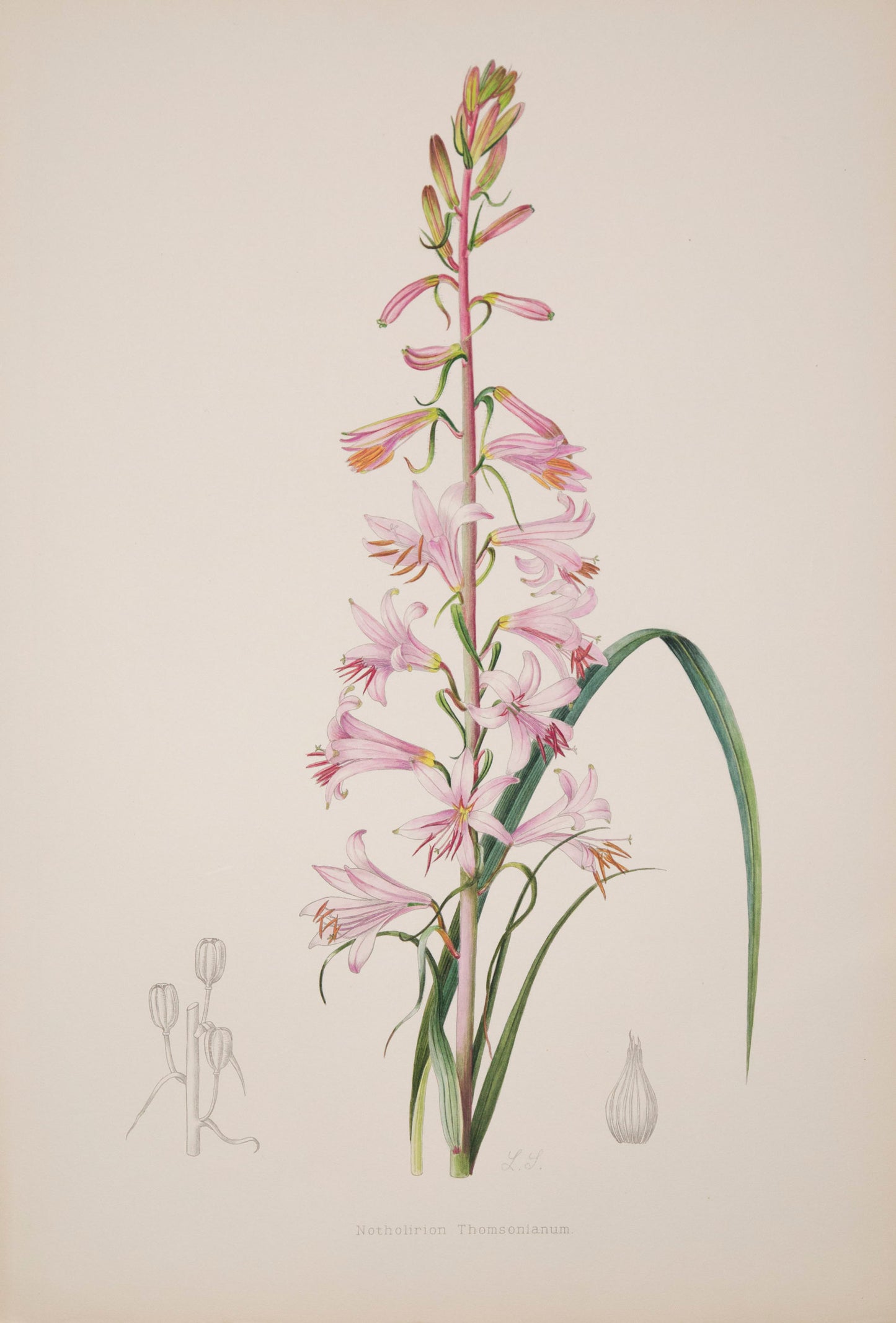 Twelve Botanical Prints of Lilies