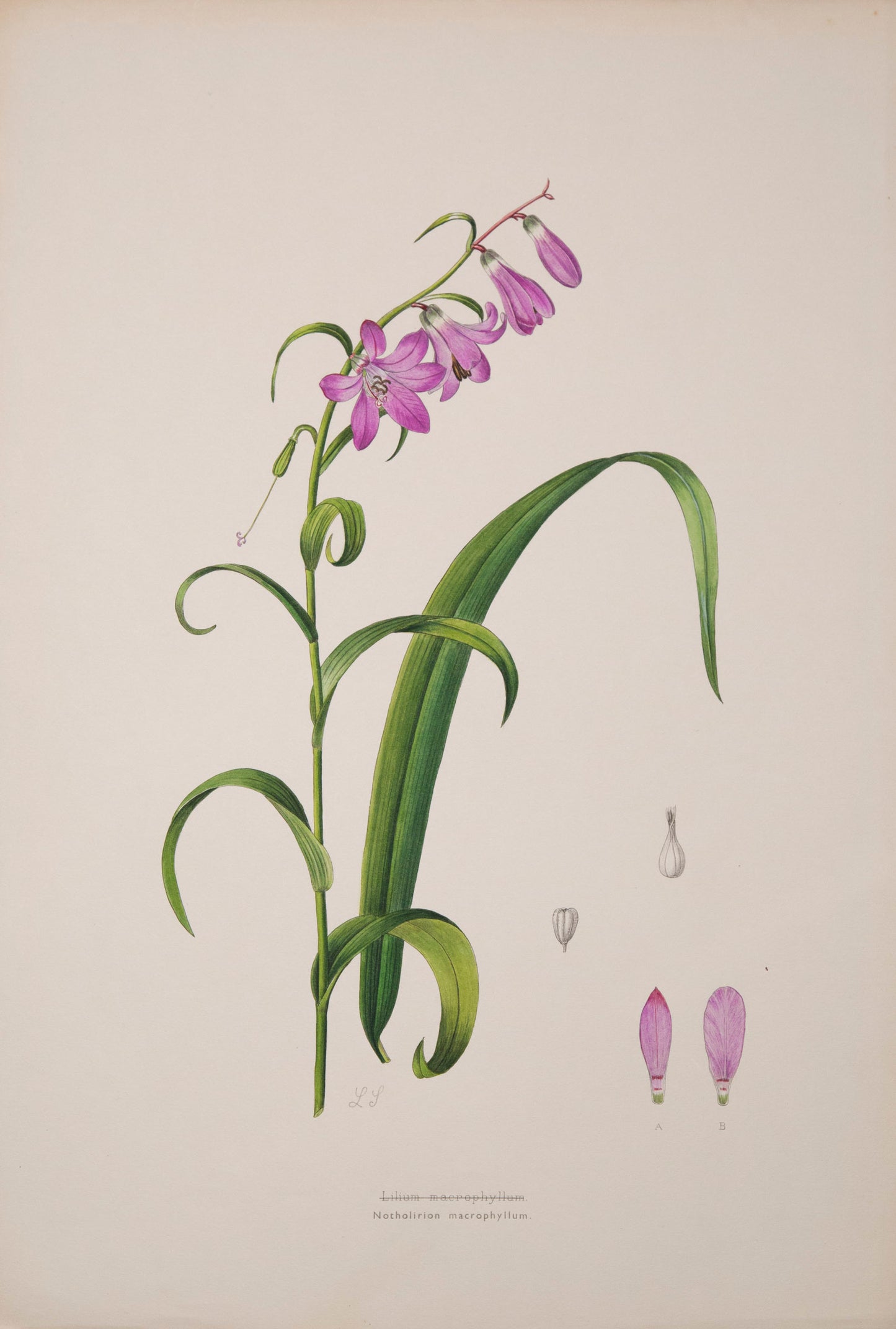 Six Botanical Prints of Lilies