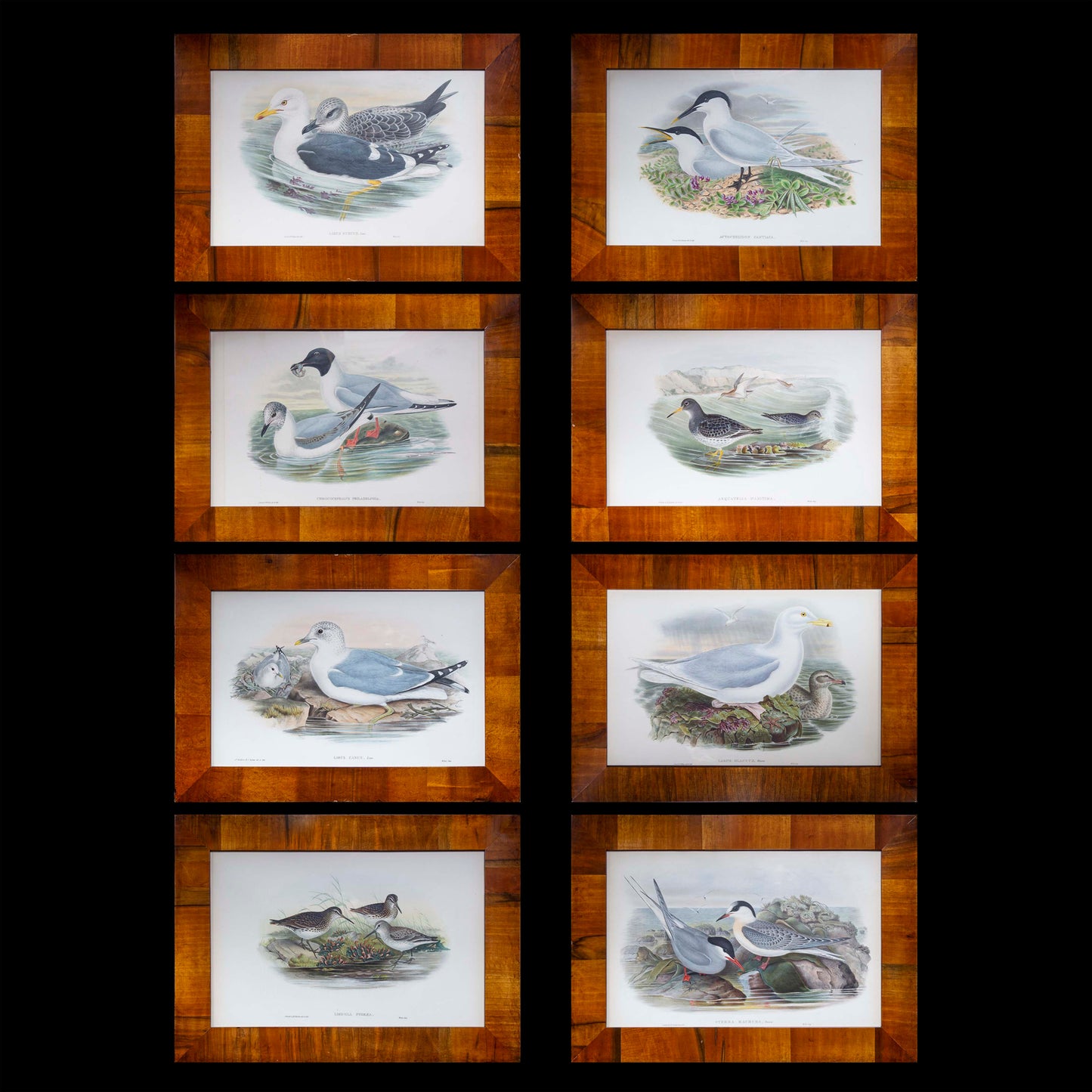 Eight 19th Century Ornithological Prints