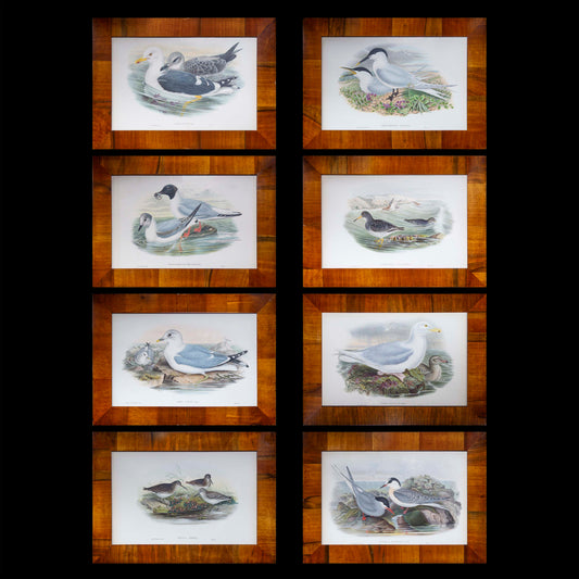 Eight 19th Century Ornithological Prints