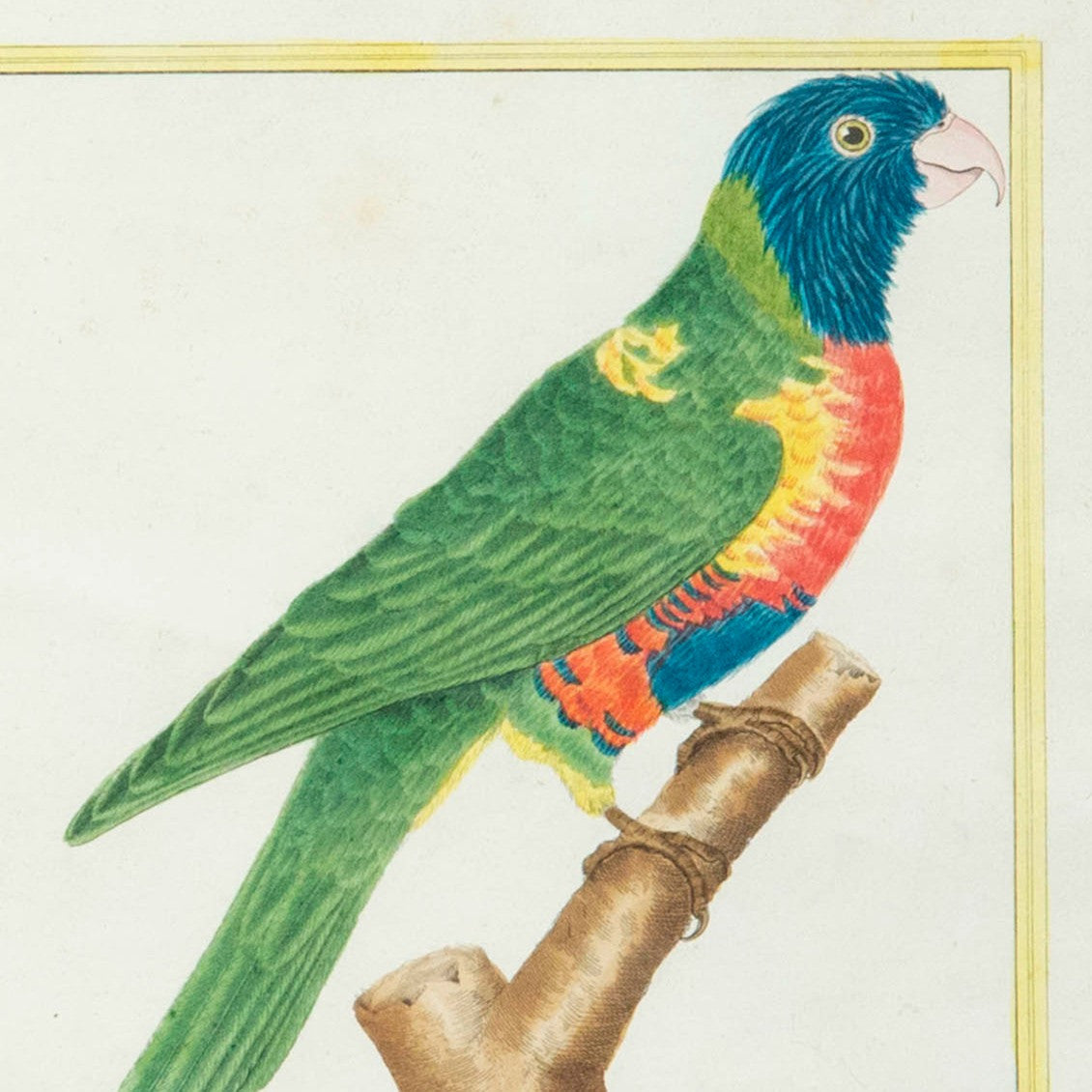 Pair of 18th Century Parrot Engravings by Martinet