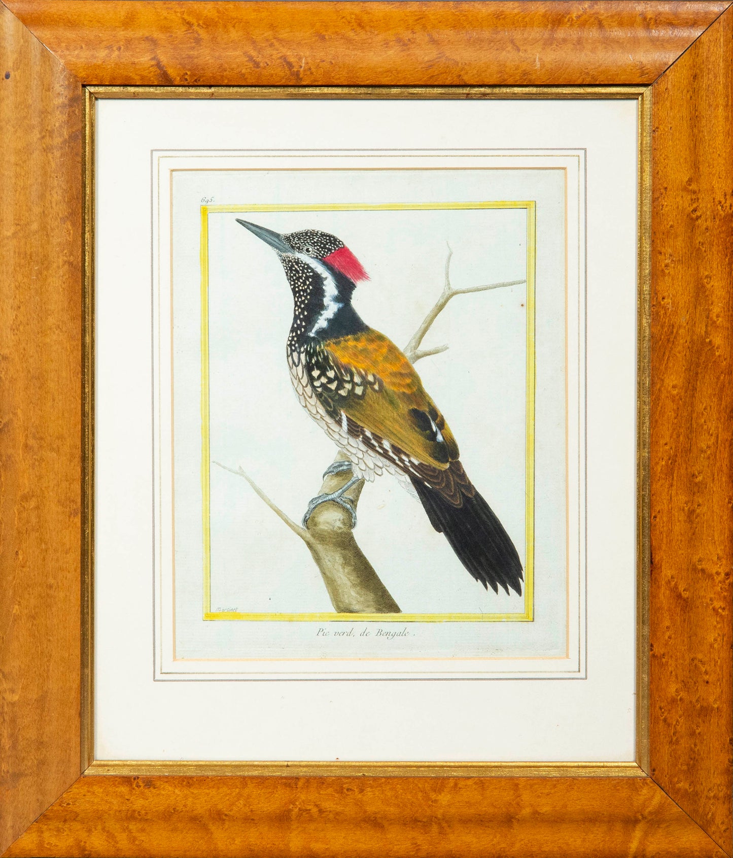 Pair of Ornithological Engravings by François Nicolas Martinet