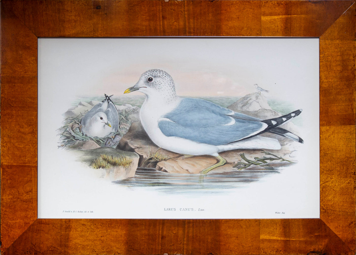 Eight 19th Century Ornithological Prints
