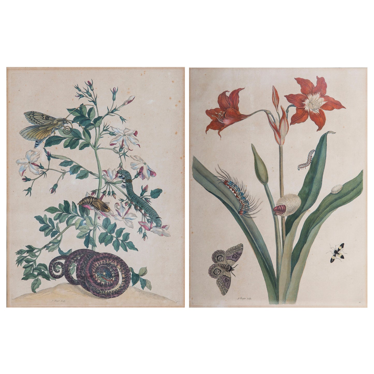 Pair of 18th Century Botanical Engravings, Maria Sibylla Merian