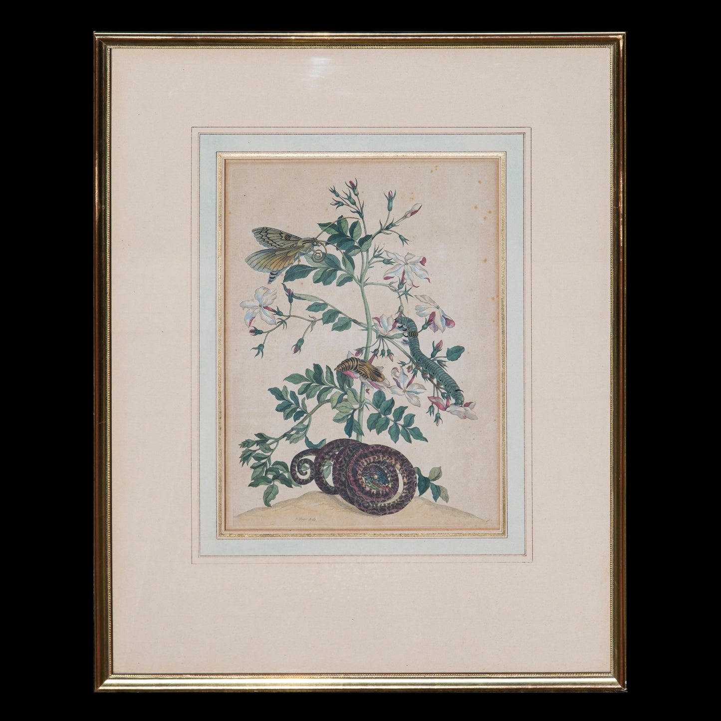 Pair of 18th Century Botanical Engravings, Maria Sibylla Merian