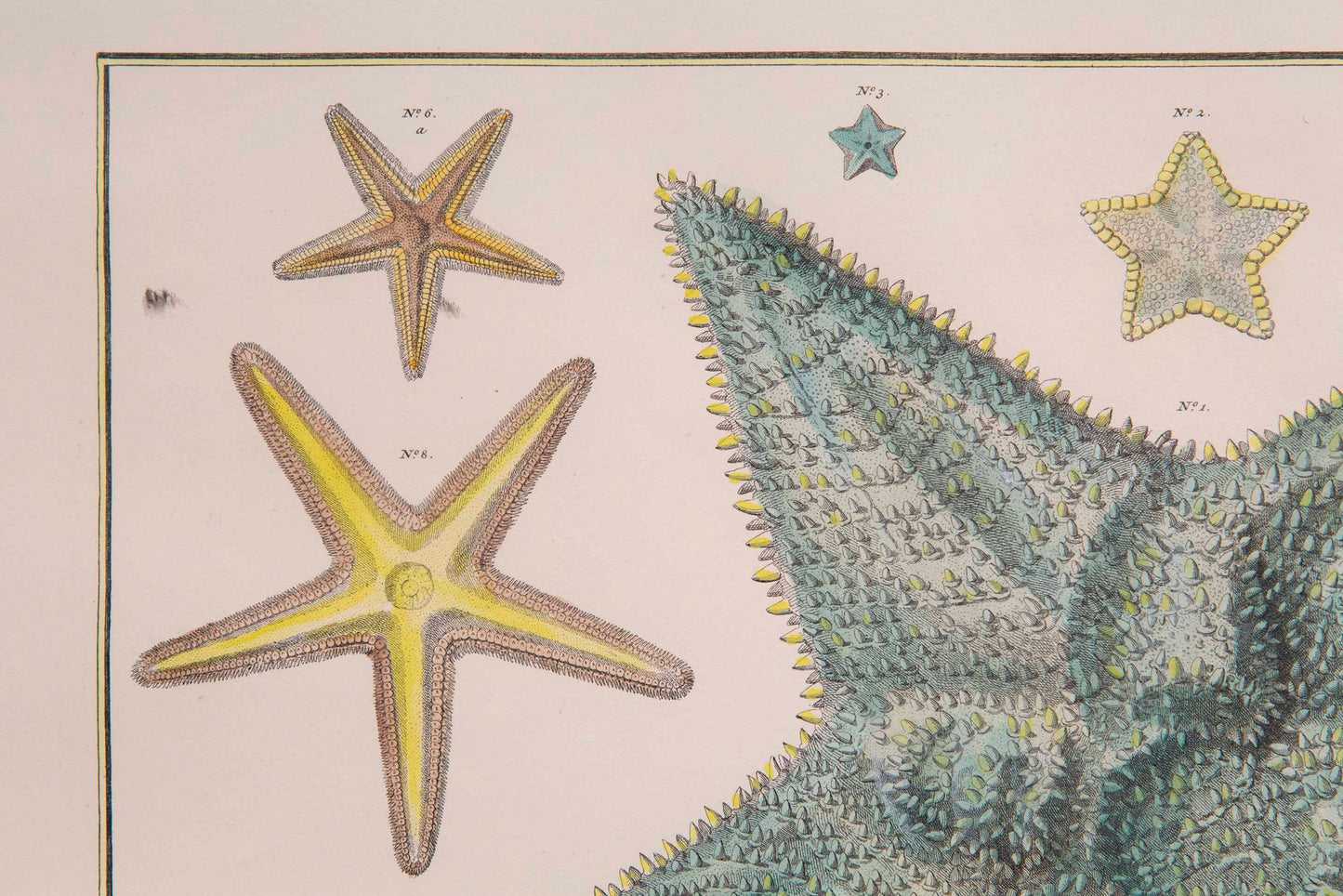 Large Pair of Coral and Starfish Prints