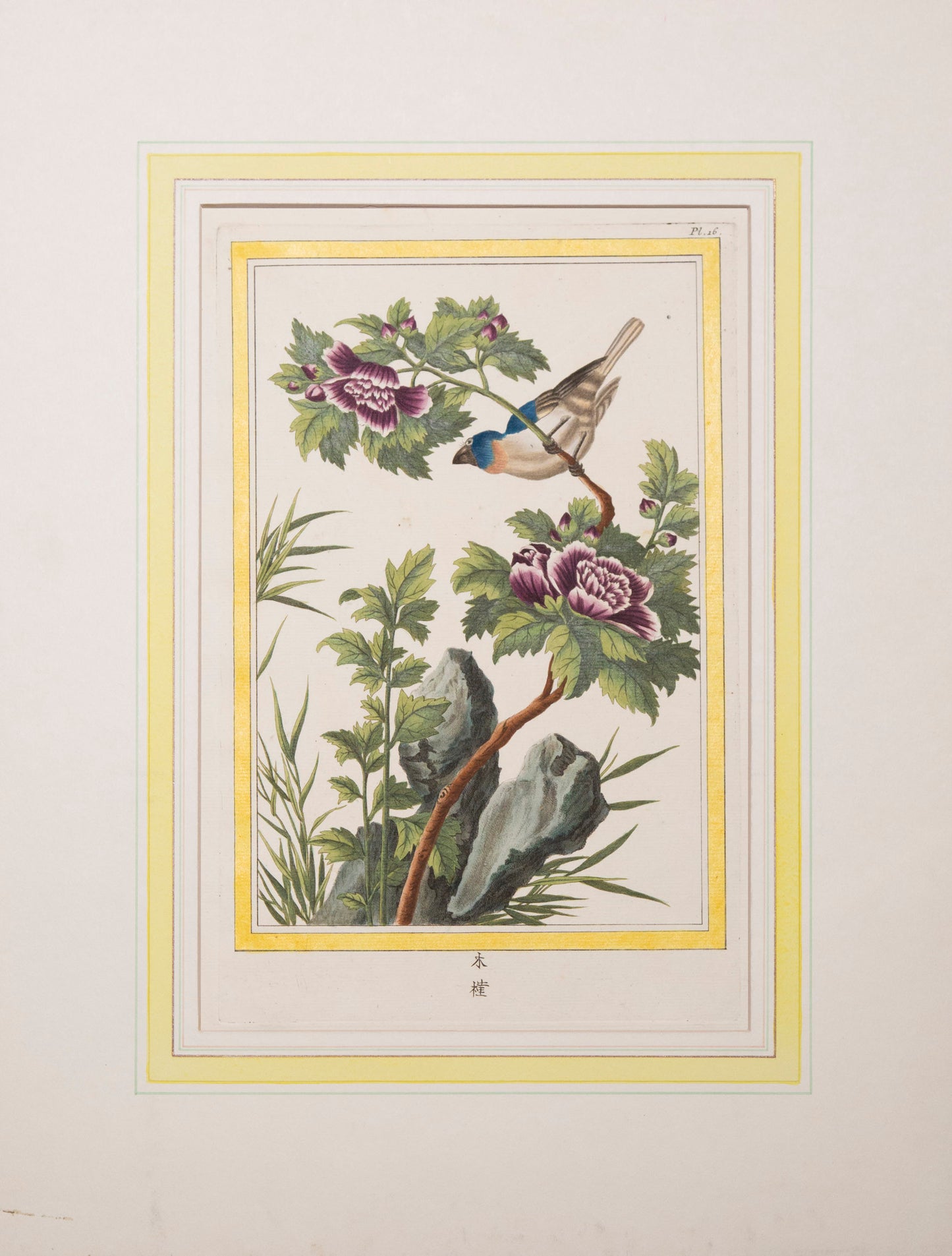 Six 18th Century Botanical Engravings, P.J. Buchoz