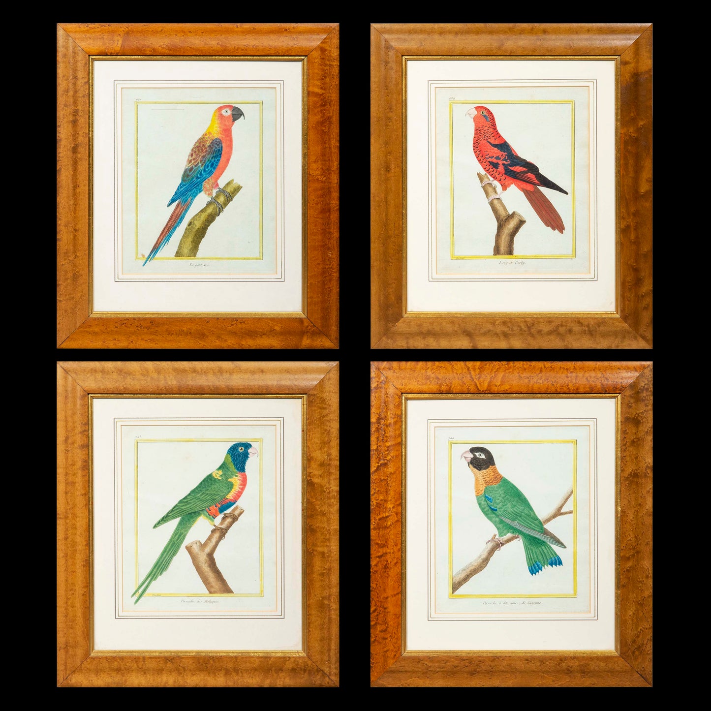 Set of Four 18th Century Parrot Engravings by Martinet