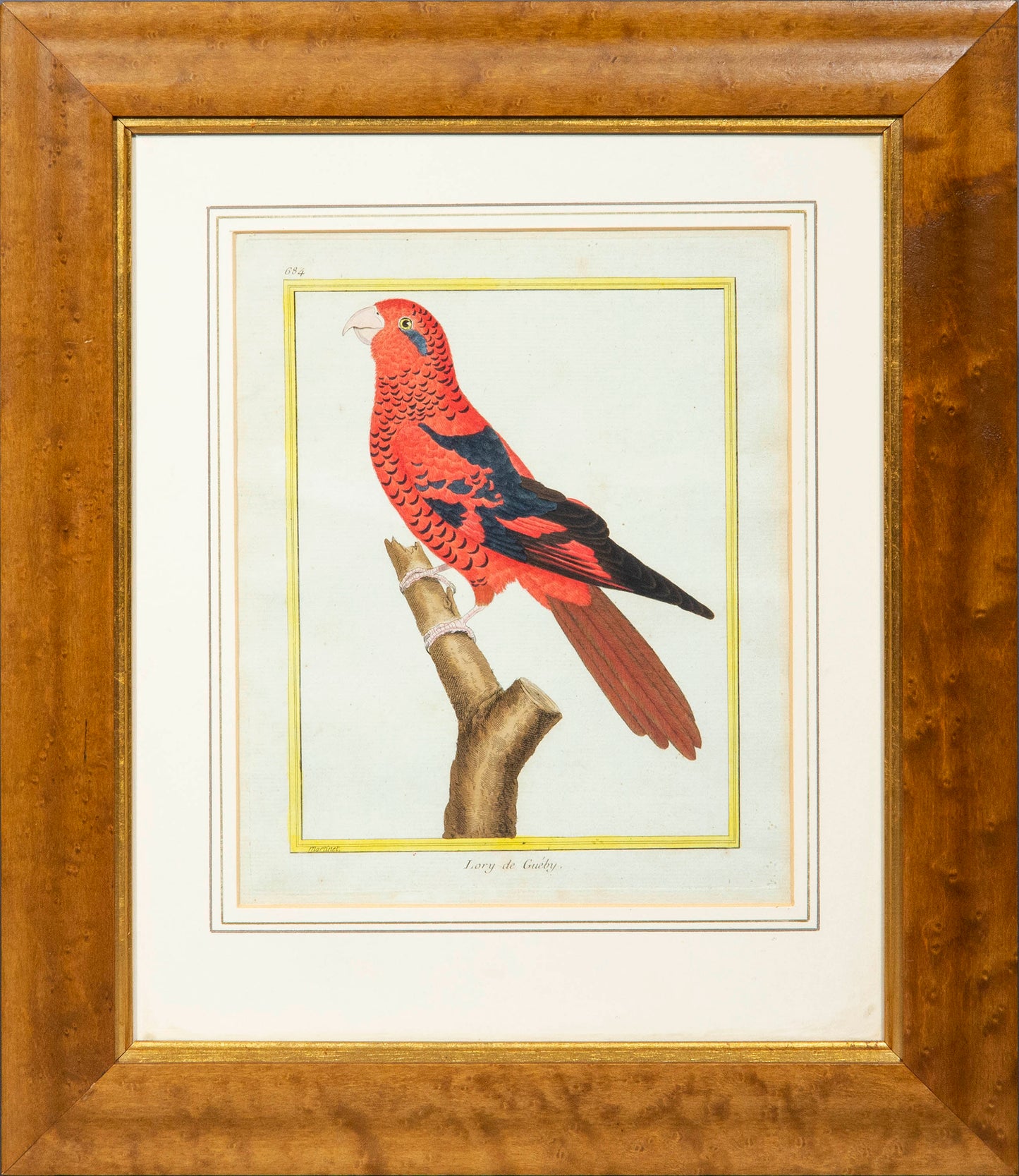 Set of Four 18th Century Parrot Engravings by Martinet