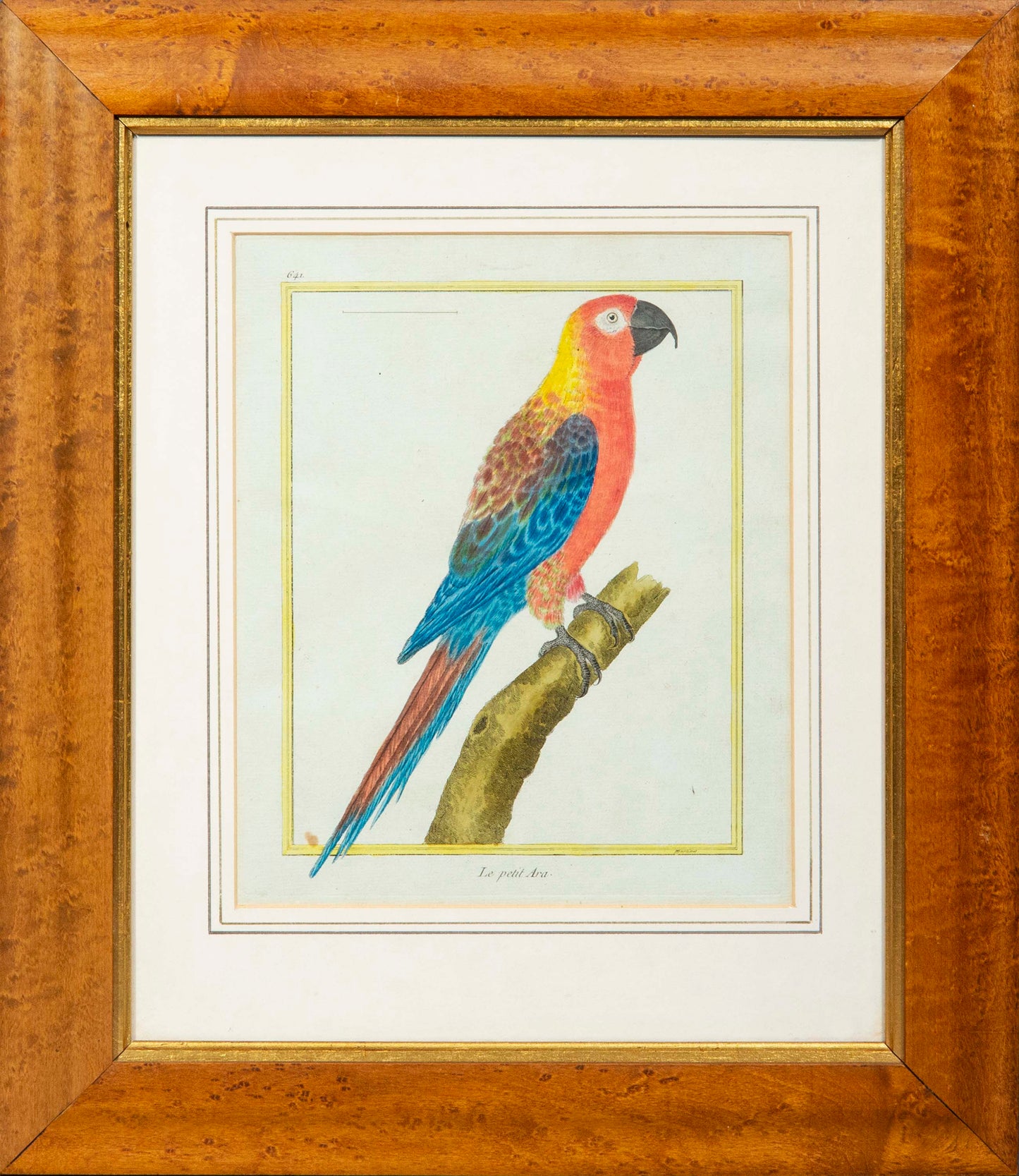 Set of Four 18th Century Parrot Engravings by Martinet