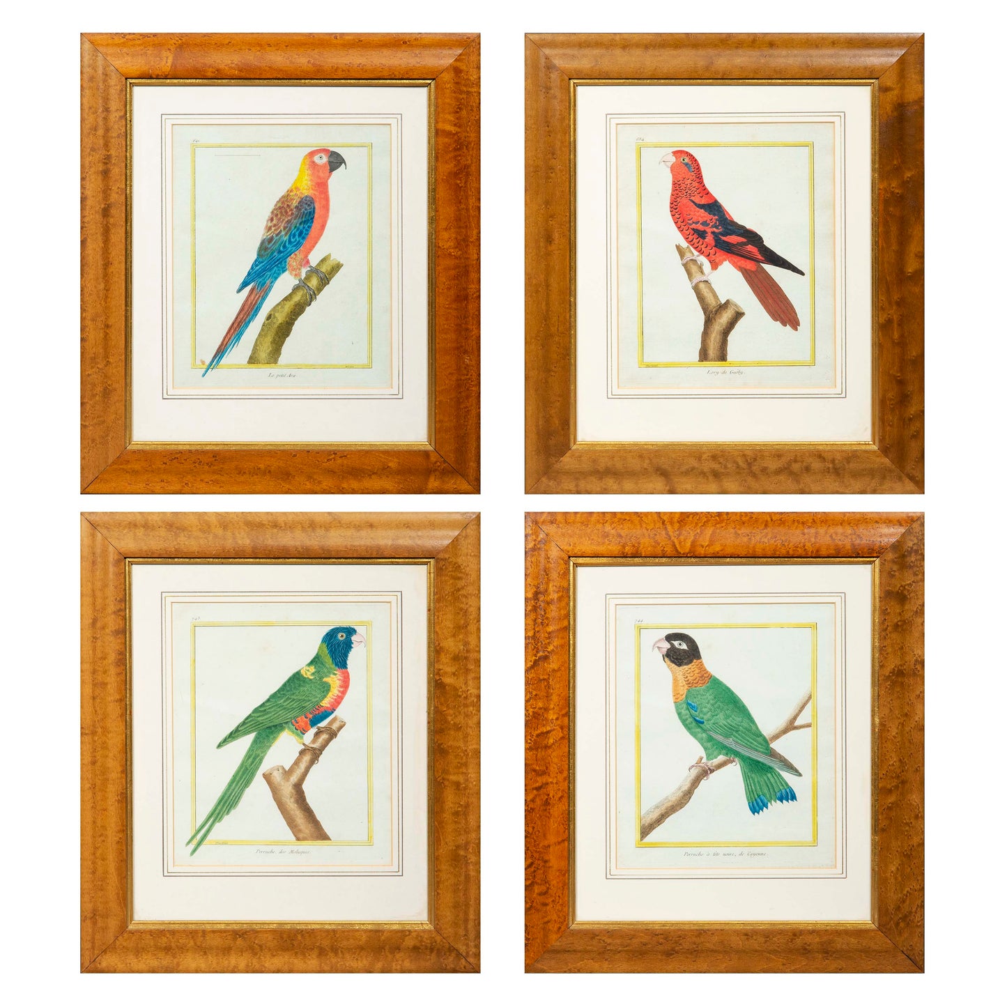 Set of Four 18th Century Parrot Engravings by Martinet