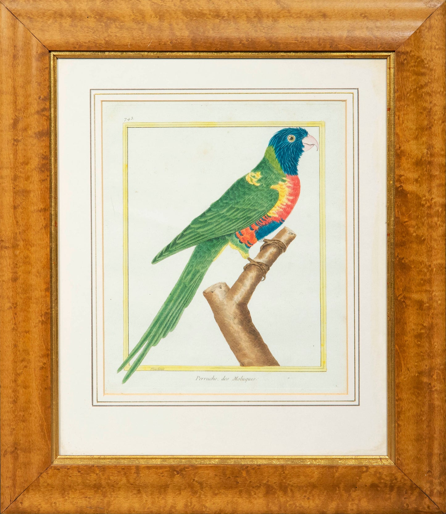 Set of Four 18th Century Parrot Engravings by Martinet
