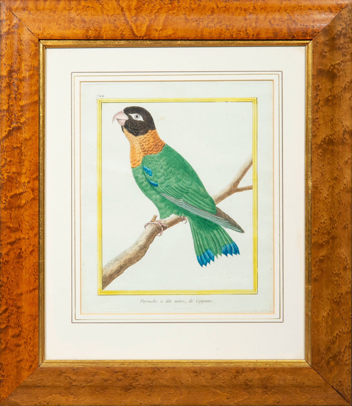 Set of Four 18th Century Parrot Engravings by Martinet