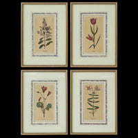 Set of Four Botanical Engravings after Jacques de Sève