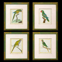 Four Parrot Engravings by François Nicolas Martinet