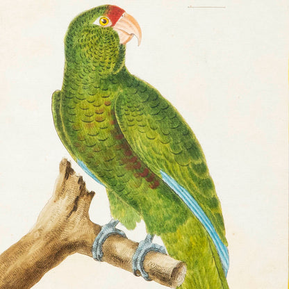 18th Century Parrot Engraving by François Nicolas Martinet