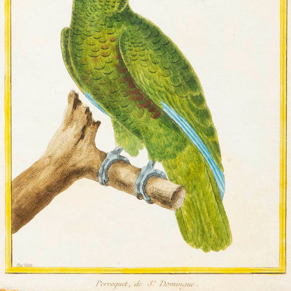 18th Century Parrot Engraving by François Nicolas Martinet