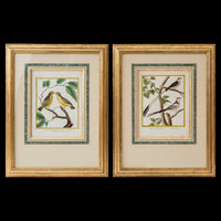 Pair of Engravings of Birds by François Nicolas Martinet