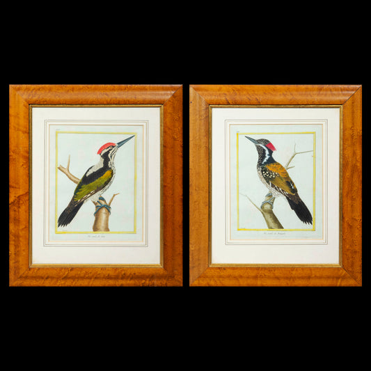 Pair of Ornithological Engravings by François Nicolas Martinet