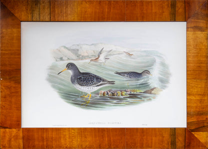 Eight 19th Century Ornithological Prints