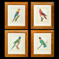 Set of Four 18th Century Parrot Engravings by Martinet