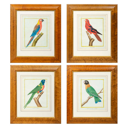 Set of Four 18th Century Parrot Engravings by Martinet